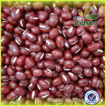 China adzuki bean/ small red beans